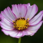 2025145期最新开奖结果查询与中奖号码公布 2nacgo5g