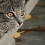 2025137期三地开奖结果最新公布 txcsbfx7